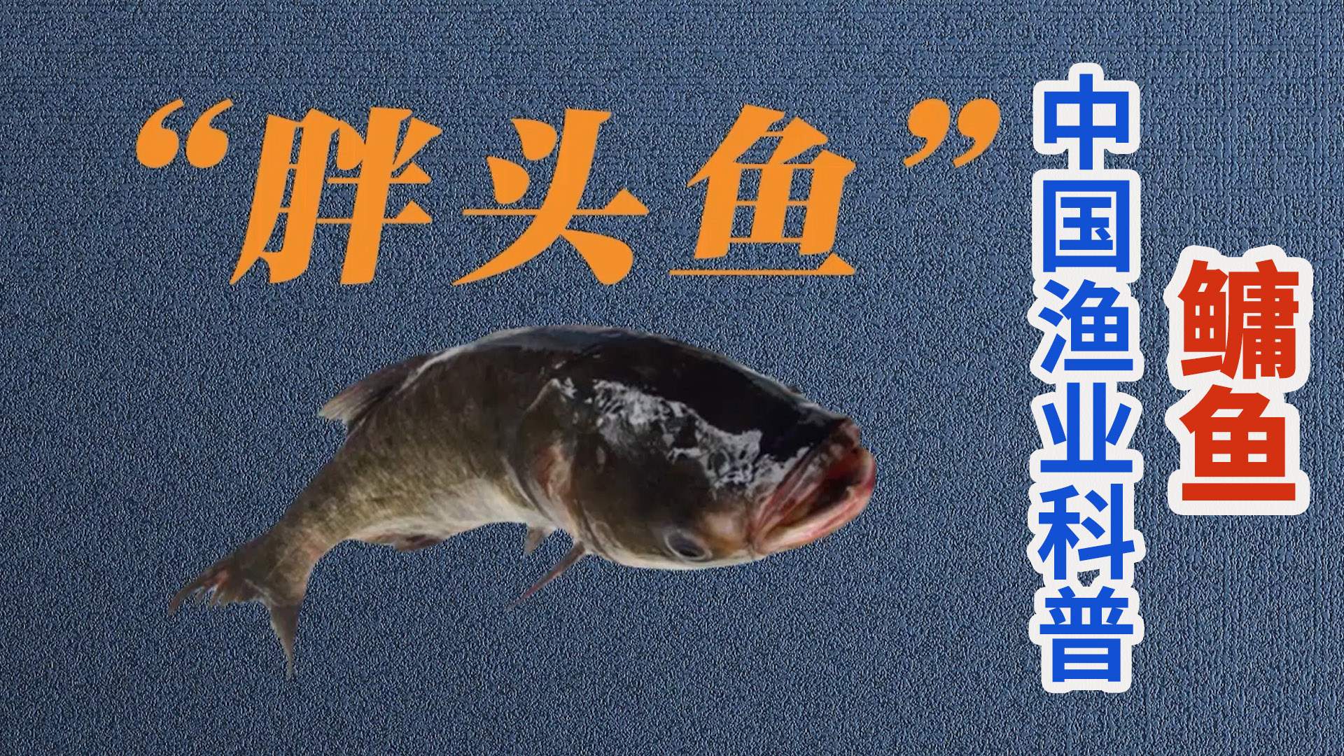 大头鱼：一鱼三味，经济实惠怎么做_大头鱼：一鱼三味，经济实惠的做法_豆果美食